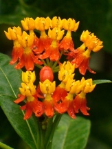 Mexican Butterfly Weed (Orange) , Blood Flower, Indian Root, Swallow-wort, Asclepias curassavica, copyright � almostedenplants.com